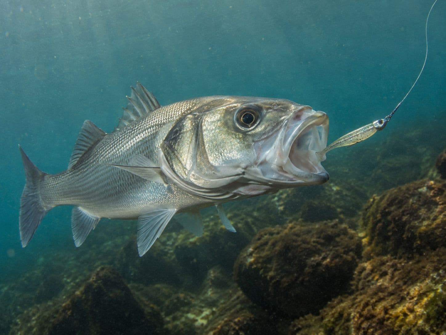 Una lubina con la boca completamente abierta engullendo un pecesillo de vinilo translúcido montado en cabeza plomada, bajo el agua sobre un fondo de rocas con algas