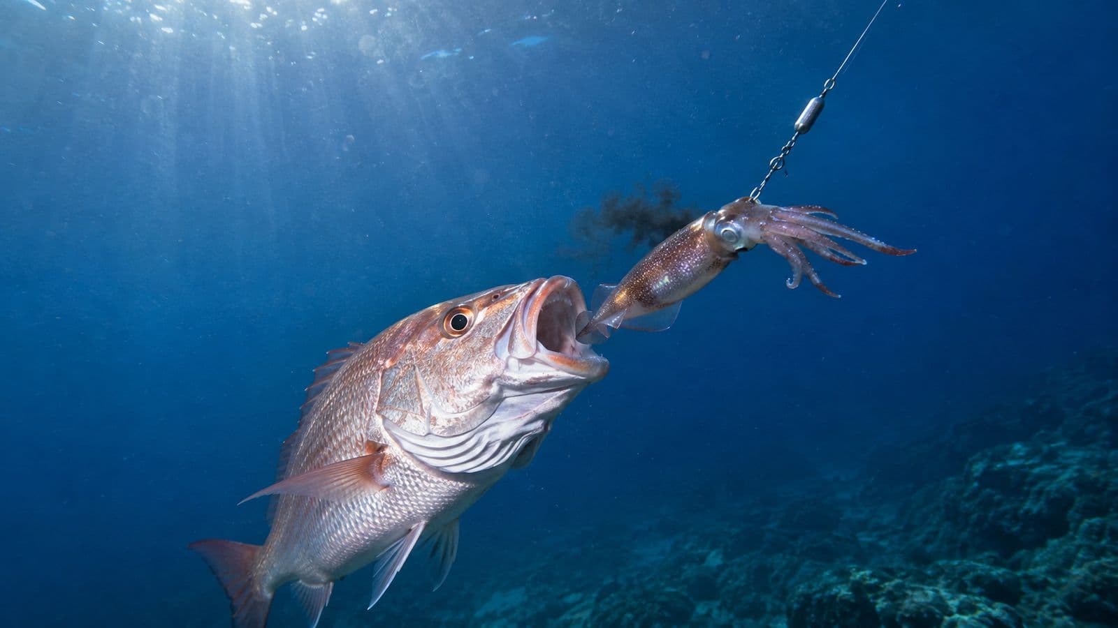 Un pargo grande con la boca abierta atacando por detrás a un calamar vivo montado en un aparejo con plomo corredizo; el calamar suelta una nube de tinta