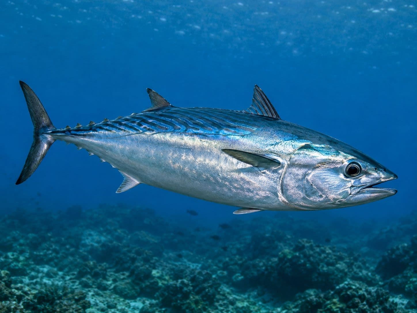 Foto de bonito
