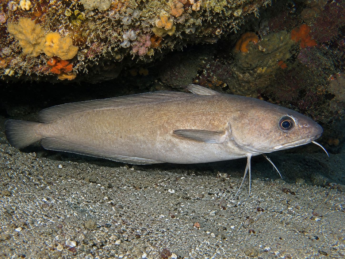 Foto de brótola