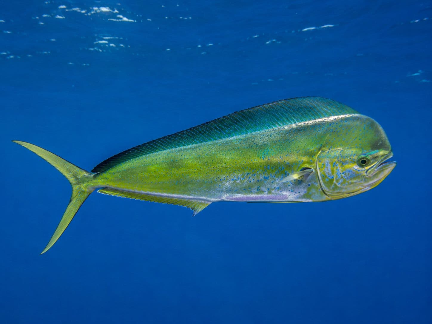 Foto de llampuga (dorado)