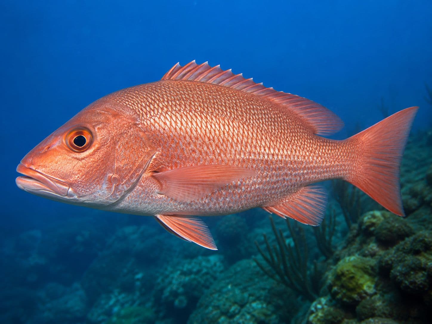 Foto de pargo