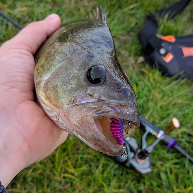 Señuelo de Gusano Suave con Olor a Pescado para Carpa